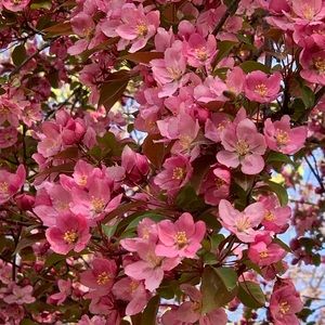 Meet your Posher, Libby